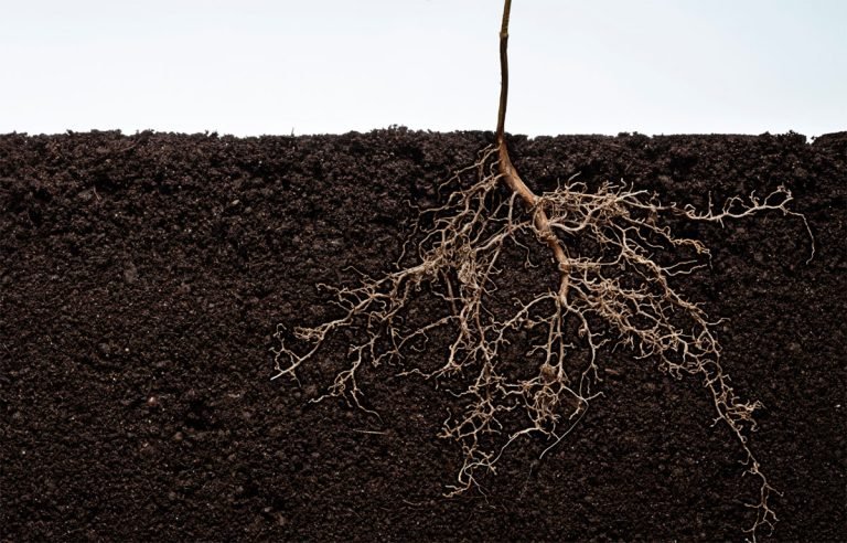 Trouver la cause racine : étape essentielle pour éradiquer un problème